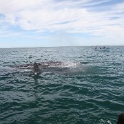 IMG 0001 2 (33)